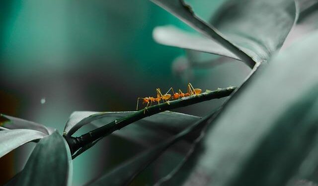 Destroying crazy ant nest structure makes them vulnerable to pathogens – EurekAlert!