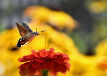 Entertainment | ATL Hosts – Atlanta Hawks – NBA