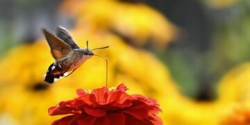 Entertainment | ATL Hosts – Atlanta Hawks – NBA