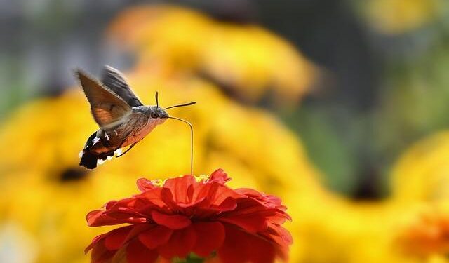 Entertainment | ATL Hosts – Atlanta Hawks – NBA