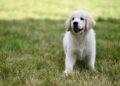 Sweet Golden Retriever Sleeps Through All His Alarms and Has Zero Regrets – Yahoo
