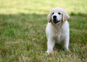 Sweet Golden Retriever Sleeps Through All His Alarms and Has Zero Regrets – Yahoo
