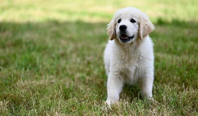 Sweet Golden Retriever Sleeps Through All His Alarms and Has Zero Regrets – Yahoo