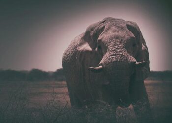 Mammoth RNA sequenced for the first time, marking a giant leap toward understanding prehistoric life – Live Science