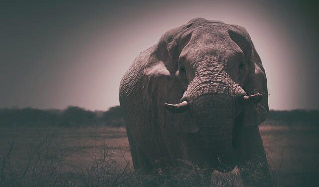 Mammoth RNA sequenced for the first time, marking a giant leap toward understanding prehistoric life – Live Science