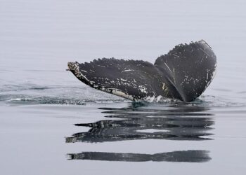 These rare whales had never been seen alive. Then a team in Mexico sighted two – The Guardian