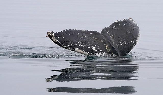 These rare whales had never been seen alive. Then a team in Mexico sighted two – The Guardian