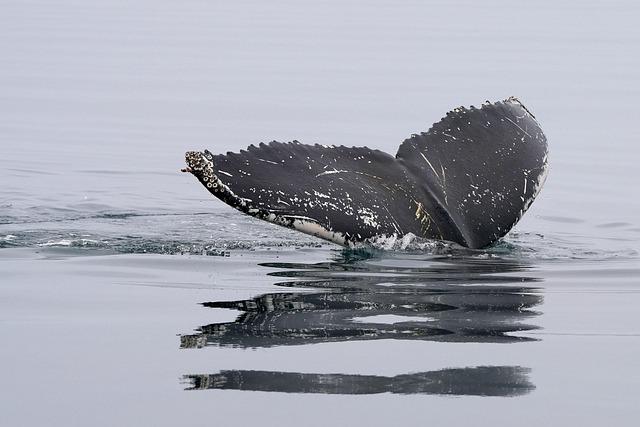 These rare whales had never been seen alive. Then a team in Mexico sighted two – The Guardian