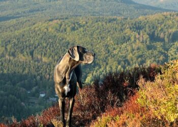 Claire Danes Gets Honest About Her Surprise Pregnancy at Age 44 – Yahoo