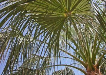 Rep. James Clyburn tells CNN when he will decide if he will seek reelection – CNN