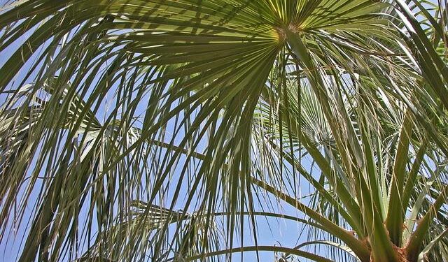 Rep. James Clyburn tells CNN when he will decide if he will seek reelection – CNN