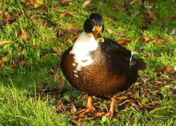 A week of World Cup miracles: Best stories, wildest celebrations from amazing round of qualifiers – ESPN