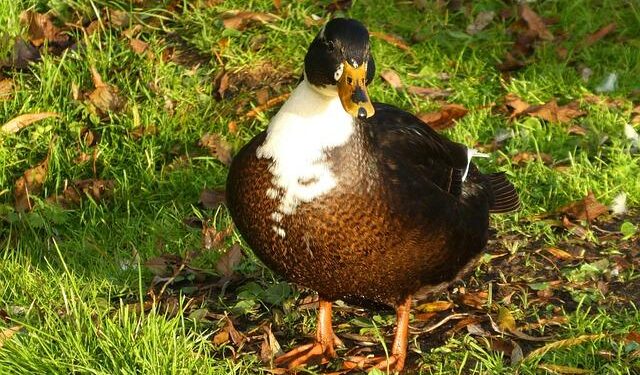 A week of World Cup miracles: Best stories, wildest celebrations from amazing round of qualifiers – ESPN