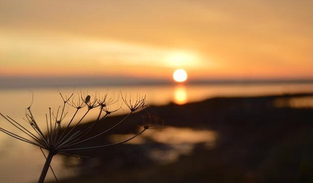 How Ro Khanna is looking to build on his Epstein files victory: From the Politics Desk – NBC News