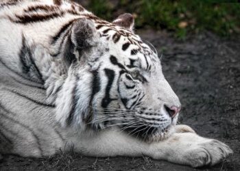 Tigers ‘can finally breathe’ after securing state title – News and Sentinel