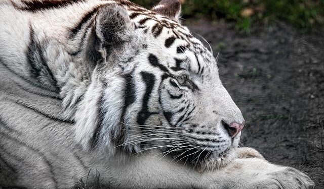 Tigers ‘can finally breathe’ after securing state title – News and Sentinel