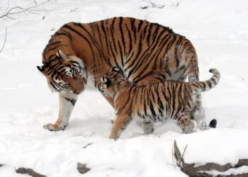 Beating Roman Catholic on Tigers’ to-do list – altoonamirror.com