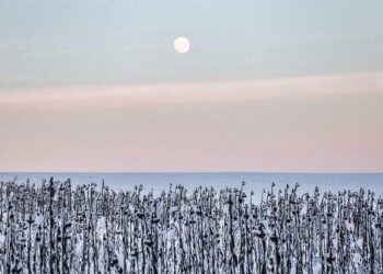 “Immune Landscape” Art Gallery – La Jolla Institute