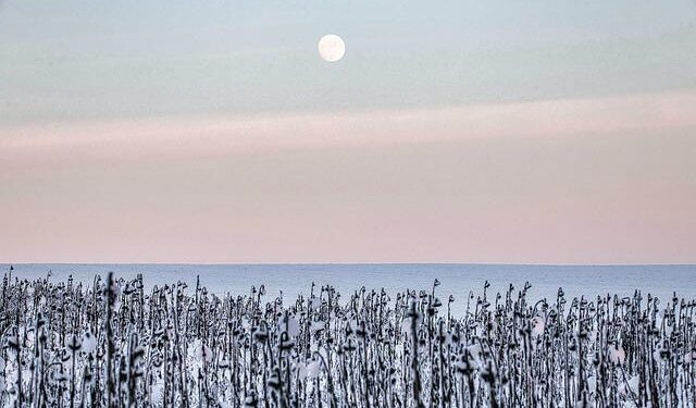 “Immune Landscape” Art Gallery – La Jolla Institute