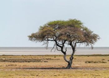 Africa CDC Unveils a New Vision for Health Security and Sovereignty Across the Continent – Africa CDC