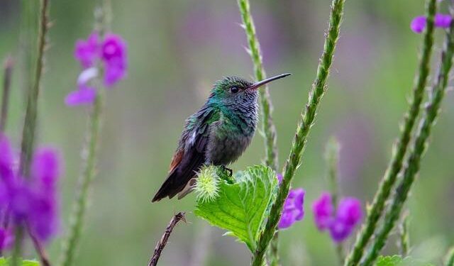 Inside the Science Library’s newest exhibit on biodiversity – New University | UC Irvine