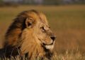 Scientists discover new type of lion roar – Live Science