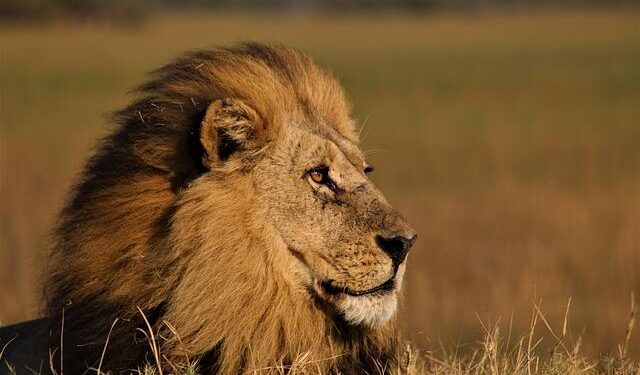 Scientists discover new type of lion roar – Live Science