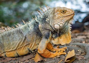 Off-gridder shares funny video debunking common myth about lifestyle: ‘It’s taken me years to get used to this’ – Yahoo