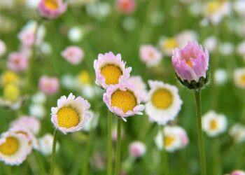 A guerrilla gardener installed a pop-up wetland in the LA River. Here’s how — and why – NPR