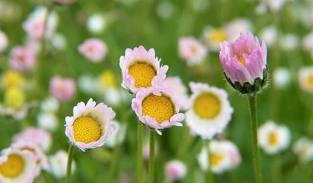 A guerrilla gardener installed a pop-up wetland in the LA River. Here’s how — and why – NPR