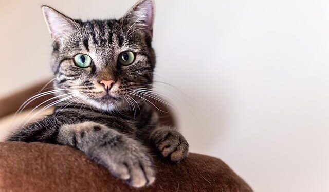 CATS exploring AI technology to combat fare evasion on Charlotte light rail – WBTV