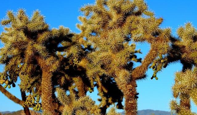 For Marjorie Taylor Greene, a Rough Education in MAGA Politics – The New York Times