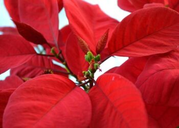 Joel Klatt: Lane Kiffin Wouldn’t Have Any Credibility as HC If He Leaves Ole Miss – FOX Sports