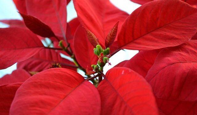 Joel Klatt: Lane Kiffin Wouldn’t Have Any Credibility as HC If He Leaves Ole Miss – FOX Sports