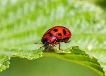 Behavioural ecology in the twenty-first century – Nature