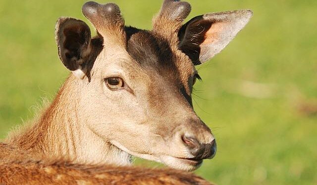 Teacher of the Week: Danielle Cozzola, Science, Rantoul Township High School – The News-Gazette