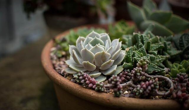 New review highlights the pathway to ecological success – Science Media Exchange