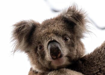 Australia May Weigh Early Rate Hike as Economy Nears Speed Limit – Bloomberg.com