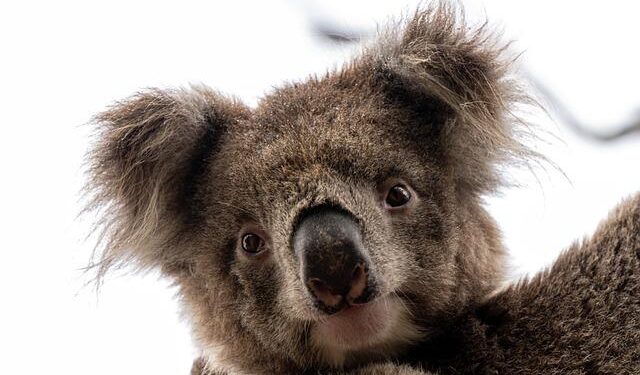 Australia May Weigh Early Rate Hike as Economy Nears Speed Limit – Bloomberg.com