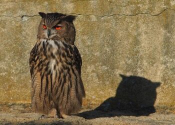 Where to watch Duke vs. Arkansas: TV channel, stream, odds, spread, prediction, pick – CBS Sports