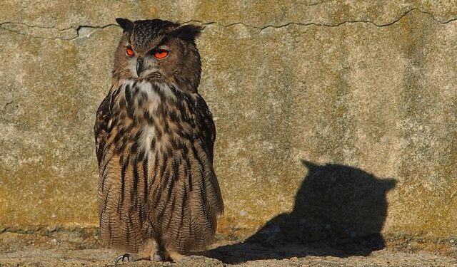 Where to watch Duke vs. Arkansas: TV channel, stream, odds, spread, prediction, pick – CBS Sports