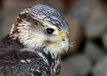 Falcons help keep bird poop off your delicious cherries – Popular Science