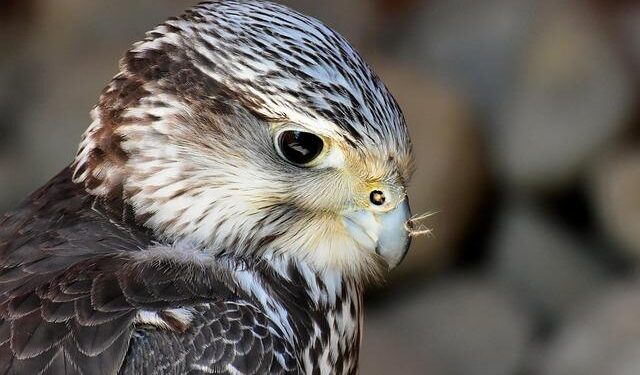 Falcons help keep bird poop off your delicious cherries – Popular Science