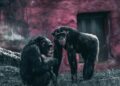 Chimpanzees rationally revise their beliefs – Science | AAAS