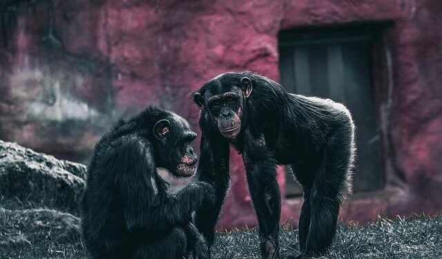 Chimpanzees rationally revise their beliefs – Science | AAAS