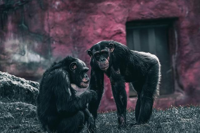 Chimpanzees rationally revise their beliefs – Science | AAAS