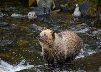 Calls for grizzly hunts to return to Western Canada oversimplify a complex ecological issue – The Conversation