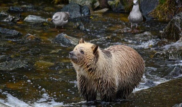 Calls for grizzly hunts to return to Western Canada oversimplify a complex ecological issue – The Conversation