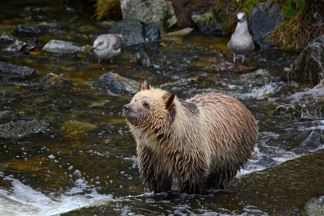 Calls for grizzly hunts to return to Western Canada oversimplify a complex ecological issue – The Conversation