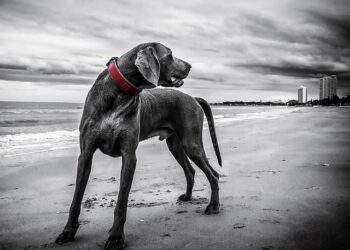 Congressional Black Caucus fears GOP redistricting will shrink its numbers – ABC News